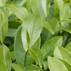 黄龙