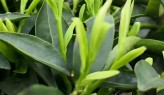 狗牯脑茶
