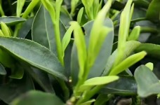 狗牯脑茶