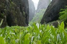 水金龟茶