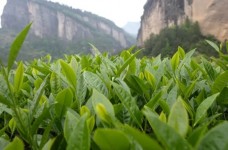 铁罗汉茶