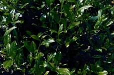 大红袍茶