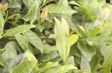 悦茗香