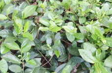 八仙茶