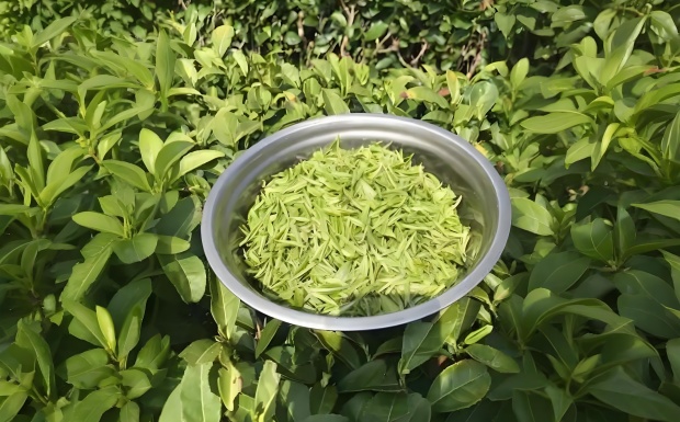 英山云雾茶是什么茶.jpg 英山云雾茶是什么茶.jpg