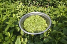英山云雾茶是什么茶