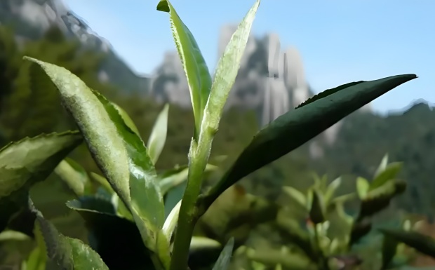 福鼎大白茶.jpg 福鼎大白茶.jpg