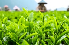政和大白茶