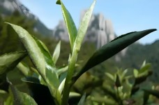福鼎大白茶