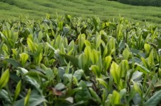 吴山清明茶