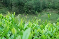 武夷菜茶