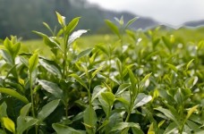 祁门种