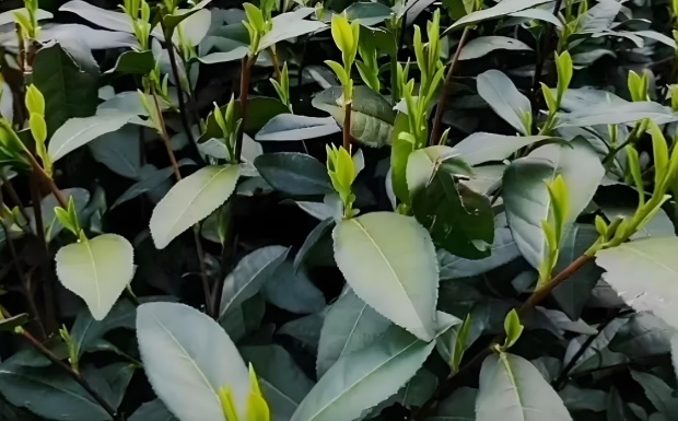 龙井茶.jpg 龙井茶.jpg