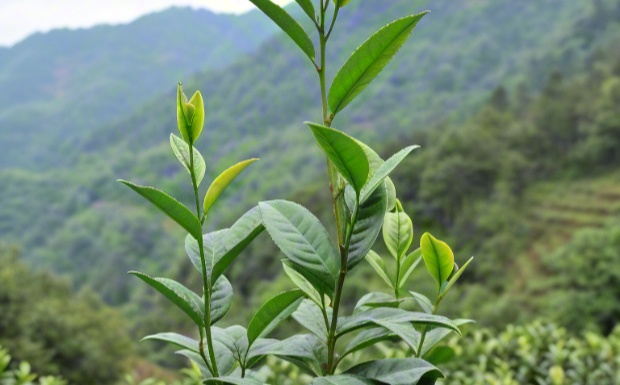 木禾种.jpg 木禾种.jpg