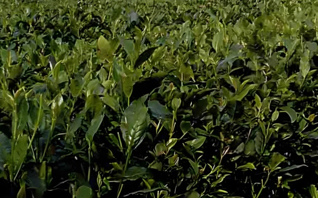 锡茶11号.jpg 锡茶11号.jpg