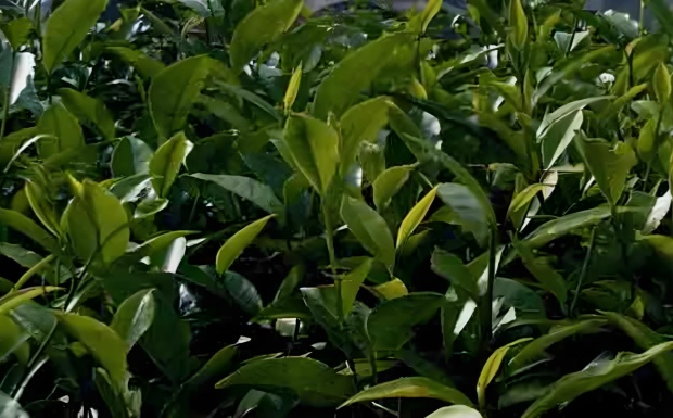 锡茶10号.jpg 锡茶10号.jpg