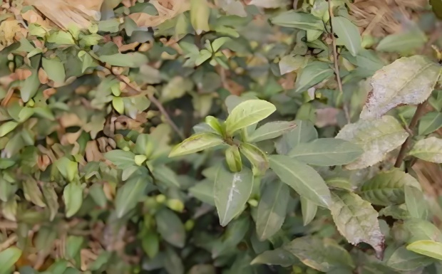 锡茶5号.jpg 锡茶5号.jpg