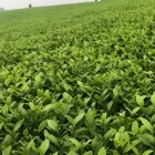 平阳特早茶