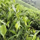 安吉白茶树
