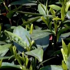 水古茶