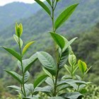 木禾种