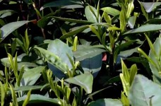 水古茶