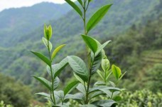木禾种