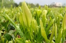 鸠坑种