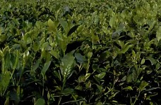 锡茶11号