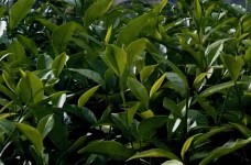 锡茶10号
