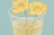 金莲花茶功效和作用是什么