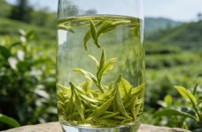 遵义毛峰茶叶怎么样