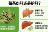 莓茶伤肝还是护肝