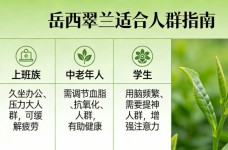 岳西翠兰适合什么人喝