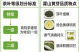 霍山黄芽是高档茶吗