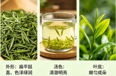 金坛雀舌算不算好茶