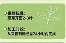 台湾乌龙又叫短命茶的原因