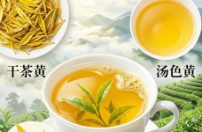 平阳黄汤属于什么档次