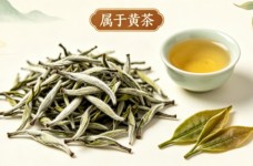 沩江白毛尖属于黄茶吗