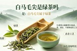 白马毛尖是绿茶吗
