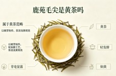 鹿苑毛尖是黄茶吗