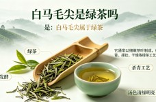 白马毛尖是绿茶吗
