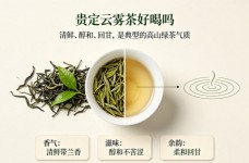 贵定云雾茶好喝吗