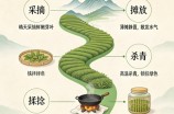 天山绿茶制作工艺流程