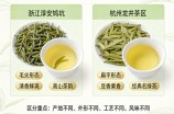 鸠坑毛尖是不是龙井