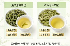 鸠坑毛尖是不是龙井