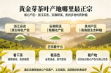 黄金芽茶叶产地哪里最正宗