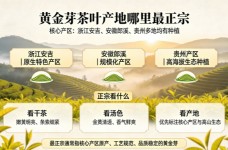 黄金芽茶叶产地哪里最正宗