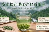 安化松针哪里产的最好
