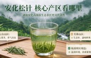 安化松针哪里产的最好